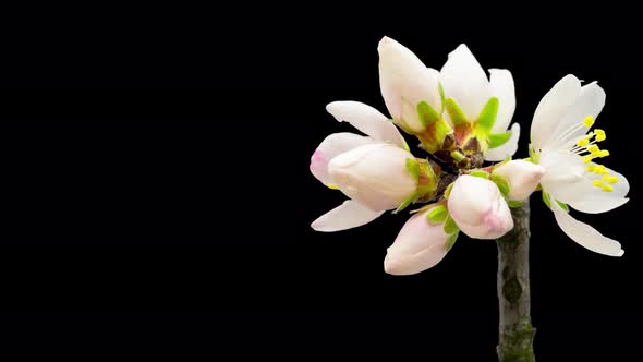 Almond Blossom Timelapse Isolated 7 alt