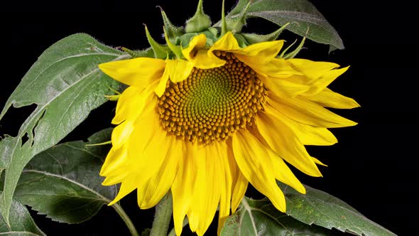Yellow Sunflower Head Blooming in Time Lapse alt
