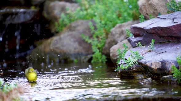 A Yellow Warbler splashing and playing in a shallow creek - slow motion alt