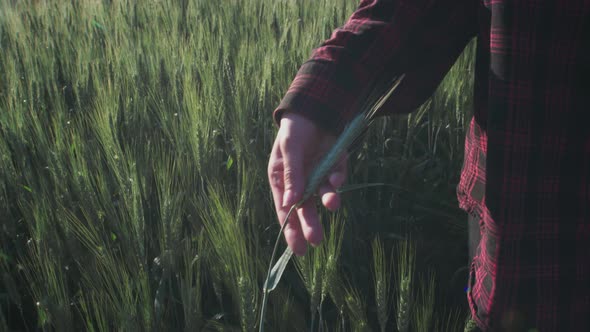 Young Woman Farmer Touches the Sprout of Green Wheat with His Hand Checks the Condition of the Plant alt