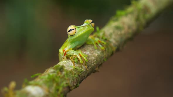 Canal Zone Tree Frog in its Natural Habitat in the Caribbean Lowlands