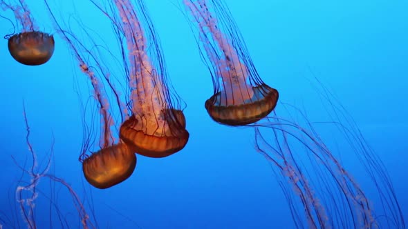Amazing jellyfish in blue water.