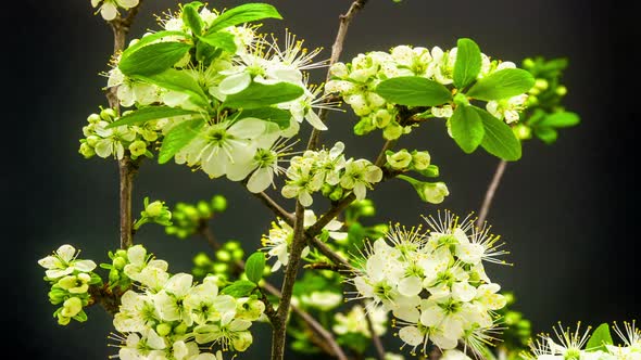 Plum Flower Tree on Black alt