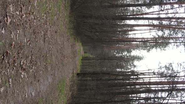 Vertical Video of a Road in the Forest Slow Motion alt