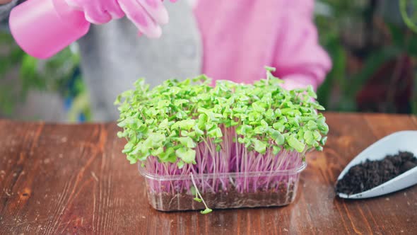 Close Up Person Spraying Microgreens Sprouts