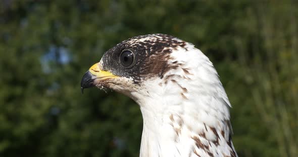 Honey Buzzard, pernis apivorus, Head of Adult, Normandy in France, Slow motion 4K alt