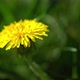 Yellow Dandelion Waves In The Wind - VideoHive Item for Sale
