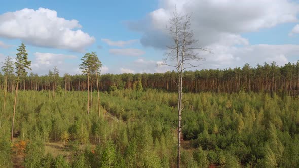 Drone Takes Off Over Young Forest with Small Trees