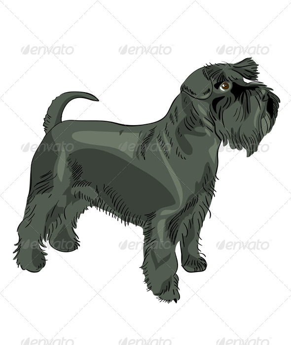 Vector black Miniature Schnauzer dog - Animals Characters