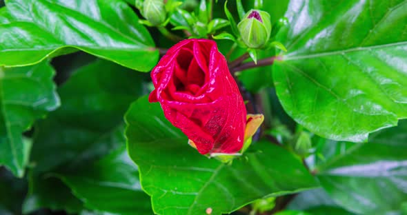 National flower of Malaysia. Time lapse of a blooming hibiscus. 