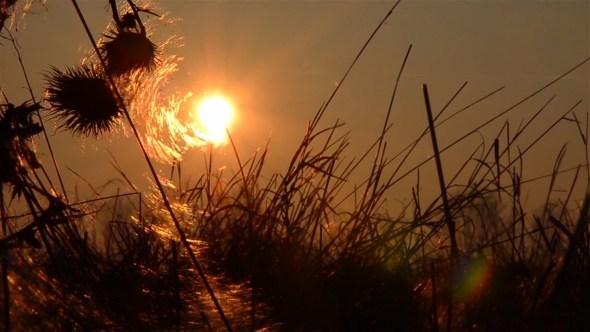 Dry Thistles On Sunset 1