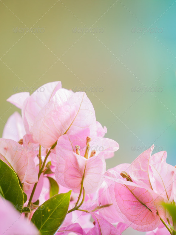 Bougainvillea flower - Stock Photo - Images