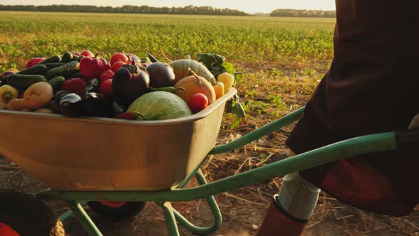 Farmer Rolls a Wheelbarrow with a Crop of Vegetables alt