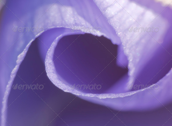 Flower Detail - Stock Photo - Images
