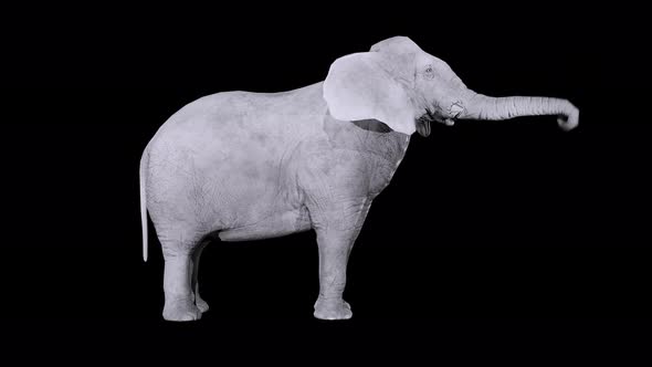 elephant IDLE 4k alpha loop