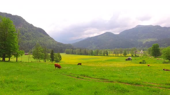 Cows Grazing Green Grass Under Mountains