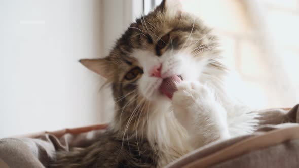 Cute Fluffy Cat Washes at Home on the Windowsill alt