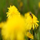 Bee On Dandelion - VideoHive Item for Sale