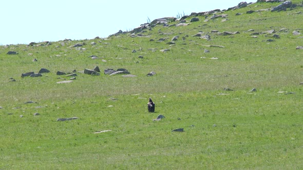 Free Wild Cinereous Vulture Bird in Natural Habitat of Grassland alt