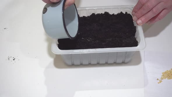 Woman Watering Seeds Planted in Black Soil in a Pot Preparing Seedlings for Planting in the Garden alt