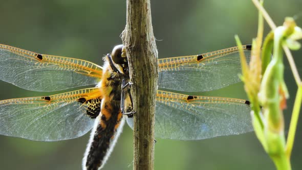 Dragonfly Sits on a Branch, Wild Beetle in Nature, Summer Spring Colorful Macro Wildlife alt