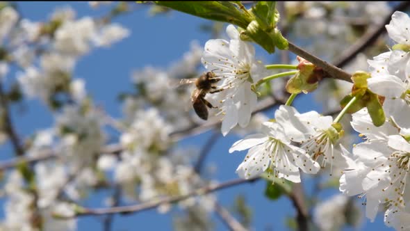 Bee Flies on Collects Pollen From Flowers on a Cherry Tree