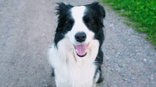Outdoor Portrait of Cute Smiling Puppy Border Collie Sitting on Park Background alt
