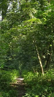 Vertical Video of Beautiful Green Forest By Day alt