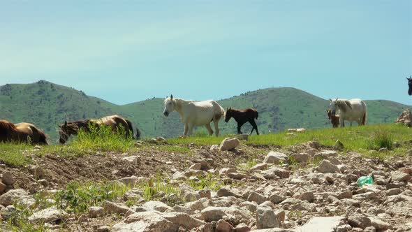 Horses Graze in the Mountains 5