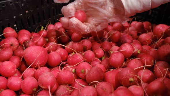 Woman Buys Red Radish at the Vegetable Market alt