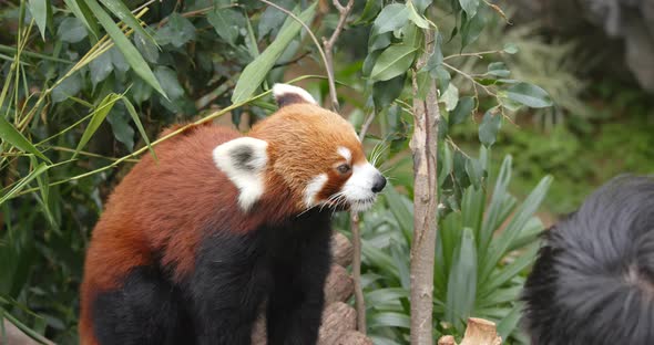 Red panda eating bamboo tree at zoo, Stock Footage | VideoHive