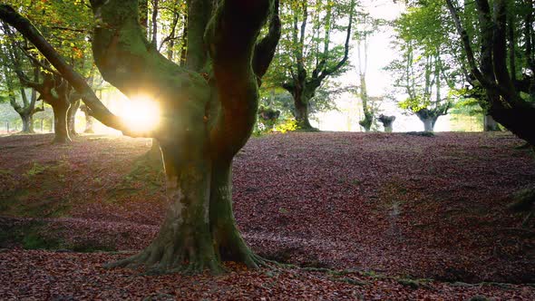 Colorful Autumn at Otzarreta Beech Forest Gorbea Natural Park Basque Country Spain alt