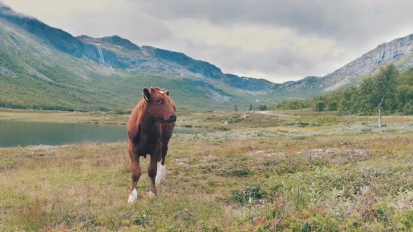 A Brown Cow Standing Alone On The Grassy Field By The Mountain Lake Looks Around The Surroundings - alt