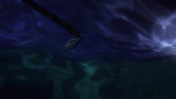 Feeding of Lemon Sharks in Shallow Water Eat Aquarium Fish alt