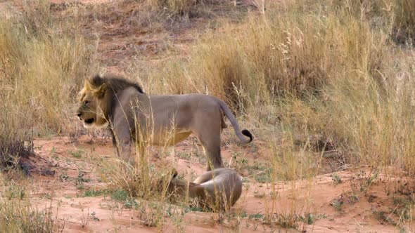 A Pair Of Lions Mating Behind The Tall Grasses In Kgalagadi, Botswana, South Africa. - wide shot alt