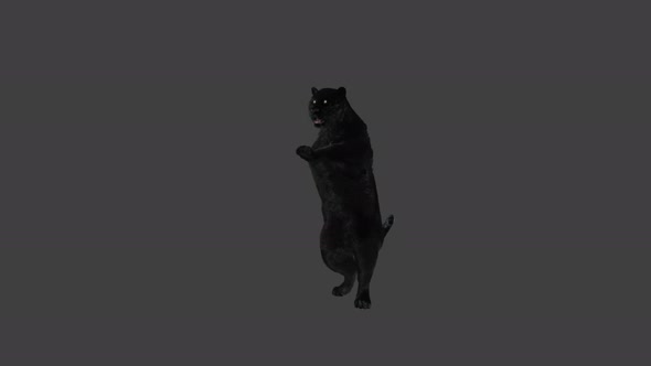 Panther Dancing 4K alt