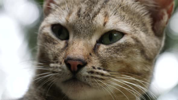 Close-up of Cat