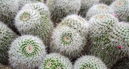 Cactus