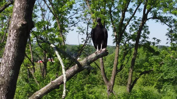 Predator Bird Hawk Falcon perched out in the wild alt
