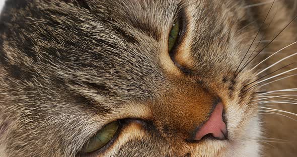 Brown Tabby Domestic Cat on White Background, Close-up of Eyes, Real Time 4K alt