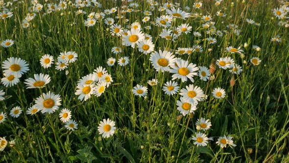 Meadow of Spring Daisy Flowers