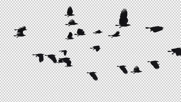 22 Black Birds - Flying Transition I
