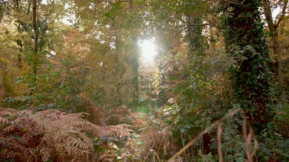 Sliding Shot Around Autumn / Fall Tree Revealing The Evening Sun Light alt