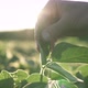 The farmer&#39;s hand touches the pods of soybean plants planted on black soil. - VideoHive Item for Sale