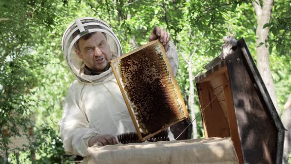 A beekeeper in a protective suit shakes the honey frame from bees with a brush. Pumping honey. alt