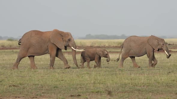 Three Elephants Walking