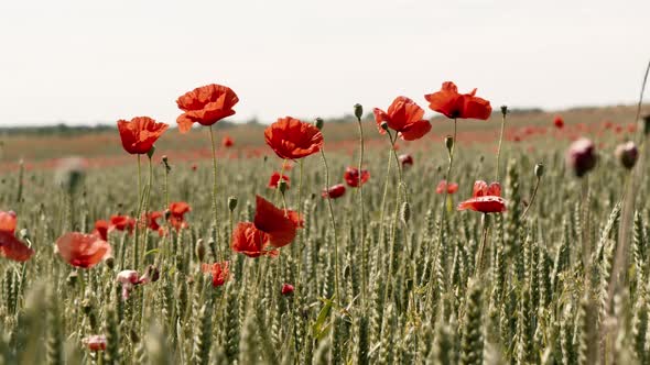 Poppies Swaying In Wheatfield