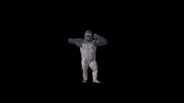 Gorilla 4K Macarena Dance, Motion Graphics | VideoHive