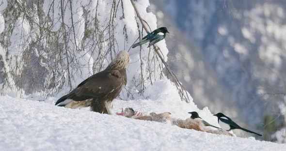 Large Golden Eagle Eating on a Dead Fox in Mountains at Winter