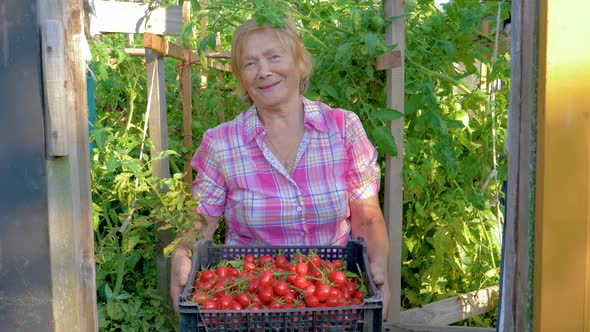 In Greenhouse Elderly Woman Holding A Box With Harvest Of Ripe Cherry Tomatoes alt
